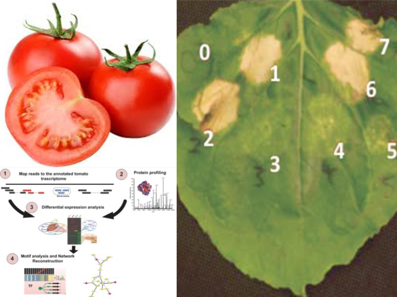 Viral resistance signaling in Tomato