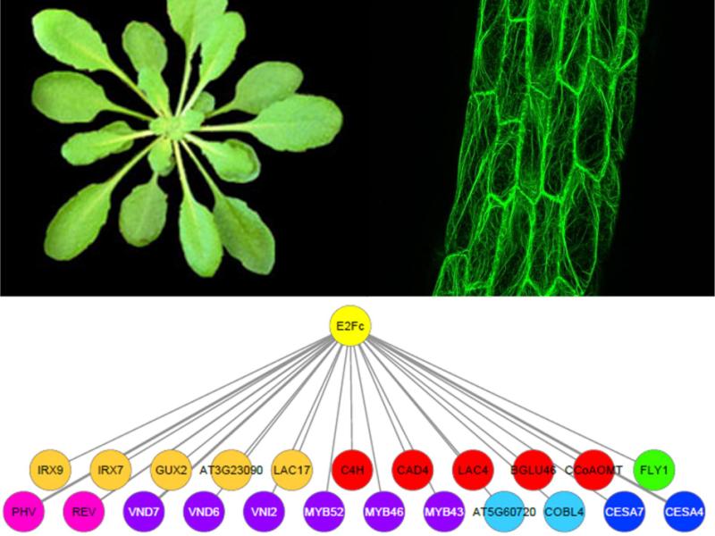 Secondary cell wall regulation in Arabidopsis