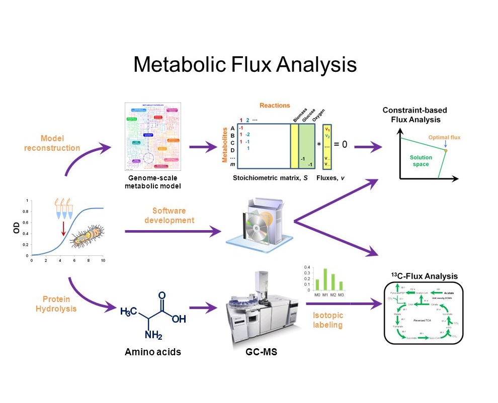 Applications of Metabolic Flux Analysis (MFA) Integrative Biology and